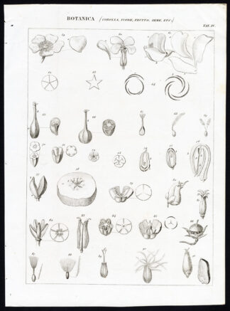 Antique Print-BOTANY-PLANT-FRUIT-PETAL-SEED-FLOWER-Nuova Enciclopedia-1866