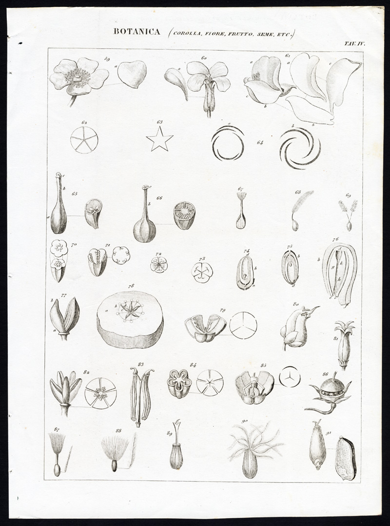 Bb11933 416x561 Antique Print-BOTANY-PLANT-FRUIT-PETAL-SEED-FLOWER-Nuova Enciclopedia-1866