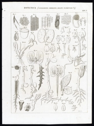 Antique Print-BOTANY-PLANT-EMBRYO-ORGAN-FLOWER-Nuova Enciclopedia-1866