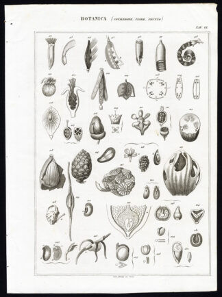 Antique Print-BOTANY-PLANT-COTELYDON-FRUIT-FLOWER-Nuova Enciclopedia-1866