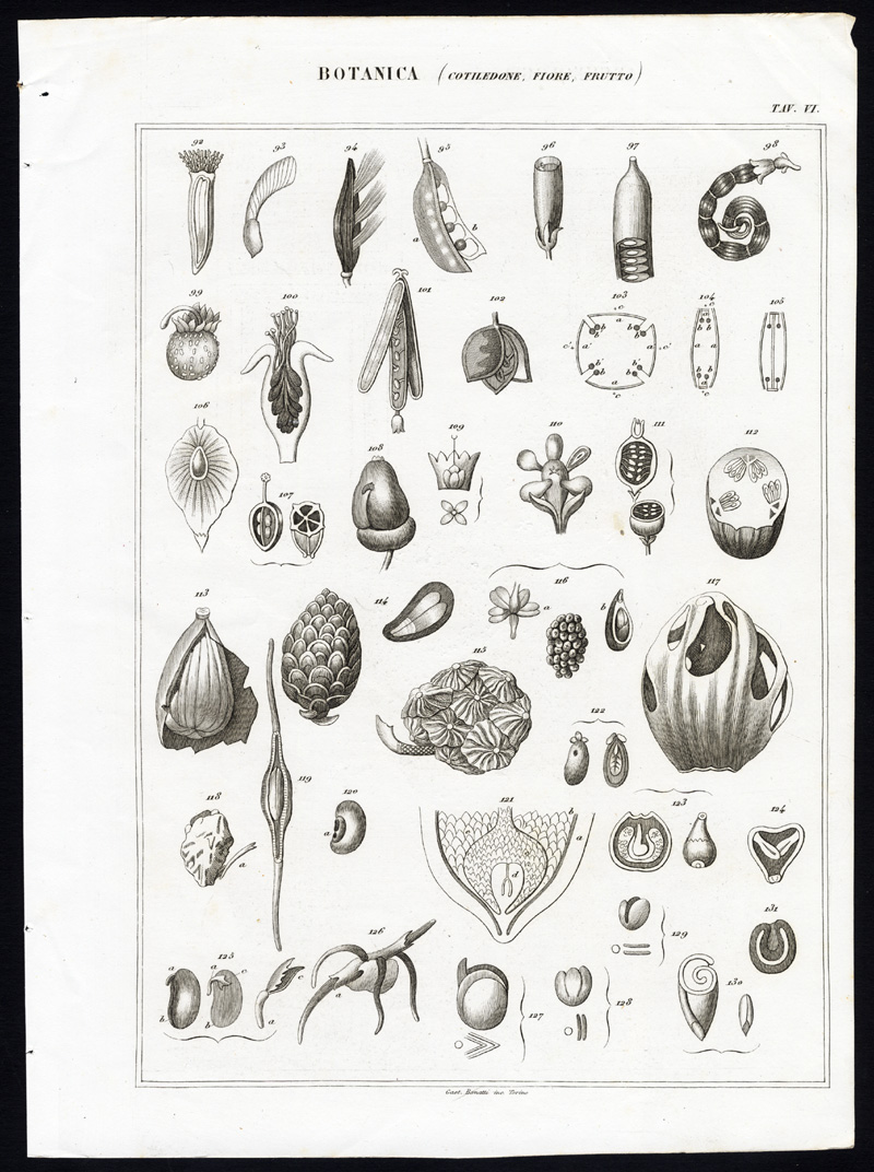 , Antique Print-BOTANY-PLANT-COTELYDON-FRUIT-FLOWER-Nuova Enciclopedia-1866, Pictura Antique Prints