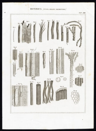 Antique Print-BOTANY-STEM-TRUNK-ELEMENTARY ORGAN-Nuova Enciclopedia-1866