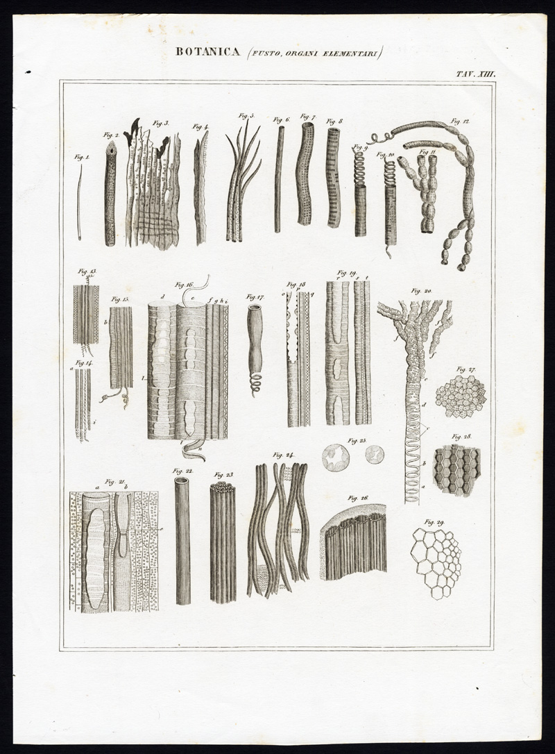 , Antique Print-BOTANY-STEM-TRUNK-ELEMENTARY ORGAN-Nuova Enciclopedia-1866, Pictura Antique Prints