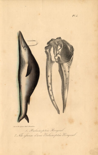 Antique Print-RORQUAL-SKULL-WHALE-Lejeune-Lacepede-1832
