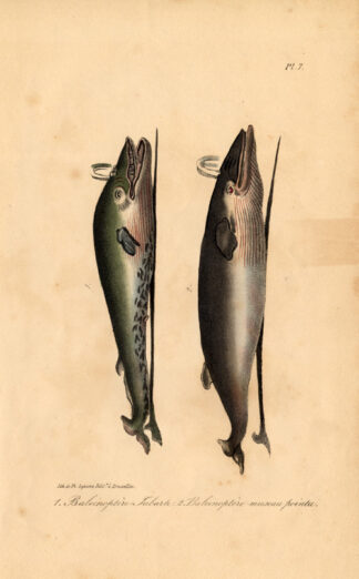 Antique Print-NORTHERN RORQUAL-BLUE WHALE-COMMON MINKE-BALEEN-Lacepede-1832