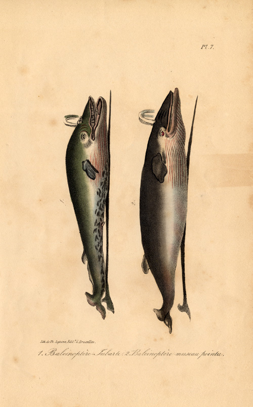 , Antique Print-NORTHERN RORQUAL-BLUE WHALE-COMMON MINKE-BALEEN-Lacepede-1832, Pictura Antique Prints