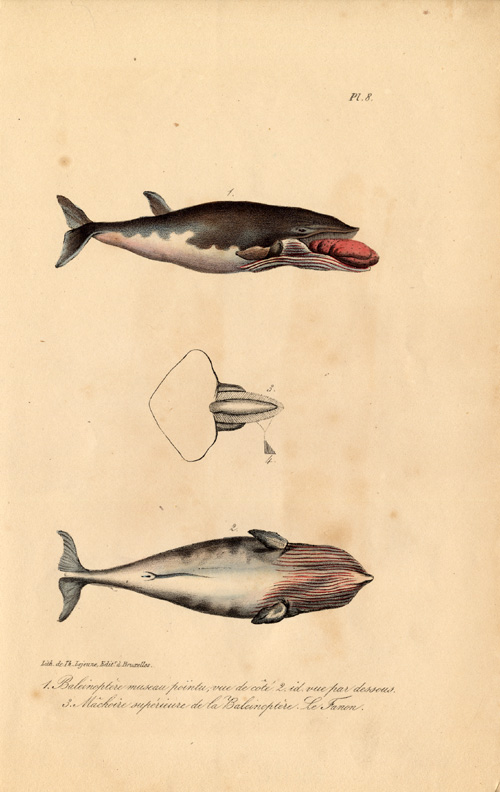 , Antique Print-COMMON MINKE WHALE-BALEEN-Lejeune-Lacepede-1832, Pictura Antique Prints