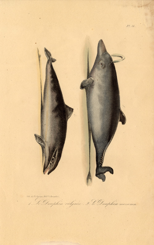 , Antique Print-DOLPHIN-HARBOUR PORPOISE-Lejeune-Lacepede-1832, Pictura Antique Prints