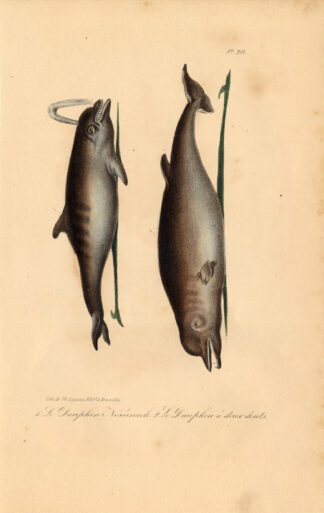 Antique Print-BOTTLENOSE-TWO TOOTHED-DOLPHIN-Lejeune-Lacepede-1832