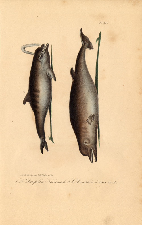 , Antique Print-BOTTLENOSE-TWO TOOTHED-DOLPHIN-Lejeune-Lacepede-1832, Pictura Antique Prints