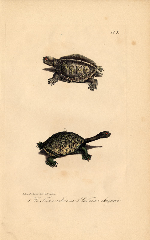 , Antique Print-TURTLE-TORTOISE-RABOTEUSE-CHAGRINE-Lejeune-Lacepede-1832, Pictura Antique Prints