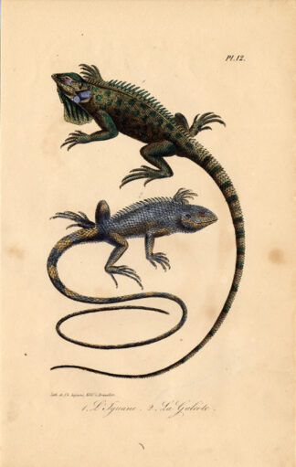 Antique Print-LIZARD-IGUANA-GALEOTE-Lejeune-Lacepede-1832