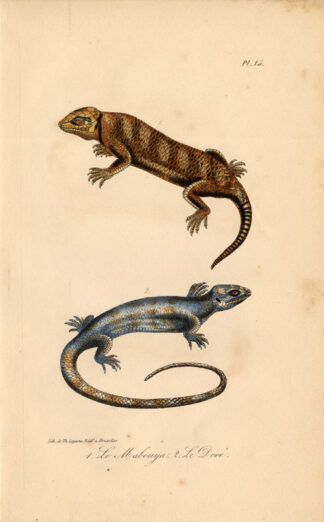 Antique Print-LIZARD-MABOUYA-GOLDEN-SKINK-Lejeune-Lacepede-1832