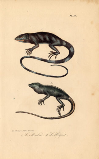 Antique Print-LIZARD-GECKO-ANOLE-MARBLED-MARTINIQUE-Lejeune-Lacepede-1832