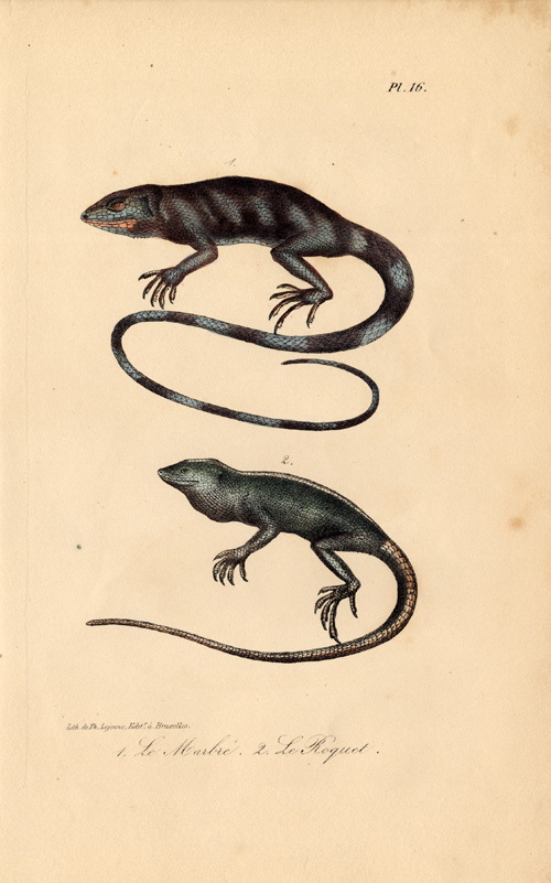 , Antique Print-LIZARD-GECKO-ANOLE-MARBLED-MARTINIQUE-Lejeune-Lacepede-1832, Pictura Antique Prints