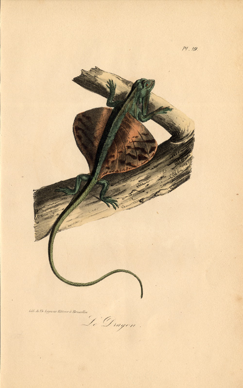, Antique Print-LIZARD-FLYING DRAGON-DRACO-Lejeune-Lacepede-1832, Pictura Antique Prints