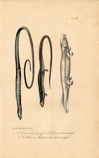 Antique Print-LIZARD-SALAMANDER-OLM-PROTEUS-Lejeune-Lacepede-1832