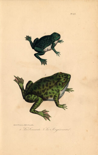 Antique Print-FROG-BULLFROG-OUAOUARON-Lejeune-Lacepede-1832