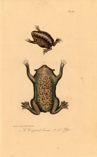 Antique Print-AMPHIBIAN-FROG-TOAD-SURINAM-Lejeune-Lacepede-1832