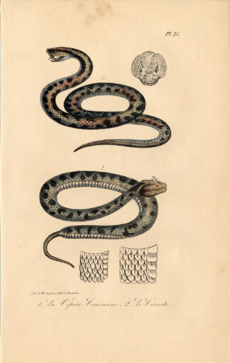 Antique Print-SAHARAN HORNED VIPER-COMMON EUROPEAN ADDER-Lejeune-Lacepede-1832