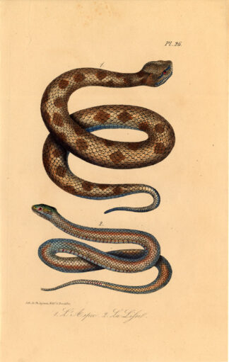 Antique Print-SNAKE-ASP-ASPIC VIPER-LISSEL-Lejeune-Lacepede-1832