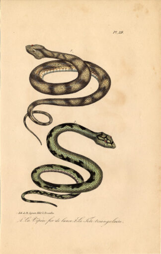 Antique Print-SNAKE-TERCIOPELO-FER DE LANCE-Lejeune-Lacepede-1832