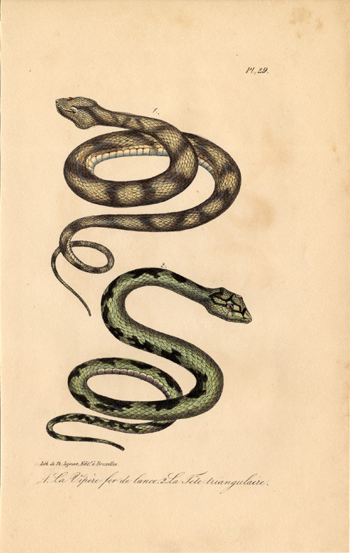 , Antique Print-SNAKE-TERCIOPELO-FER DE LANCE-Lejeune-Lacepede-1832, Pictura Antique Prints