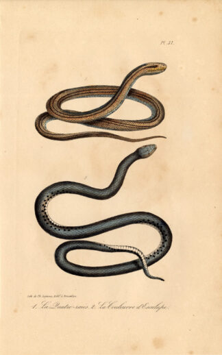 Antique Print-FOUR LINED SNAKE-AESCULAPIAN-Lejeune-Lacepede-1832
