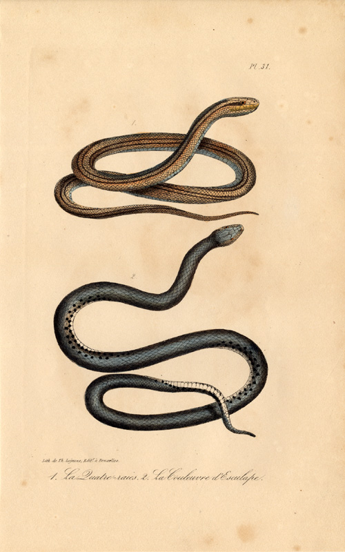 , Antique Print-FOUR LINED SNAKE-AESCULAPIAN-Lejeune-Lacepede-1832, Pictura Antique Prints
