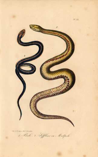 Antique Print-SNAKE-BALI-MALPOLE-Lejeune-Lacepede-1832