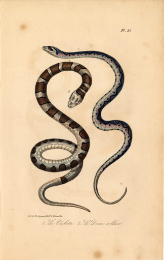 Antique Print-SNAKE-VIOLETTE-DEMI COLLIER-Lejeune-Lacepede-1832