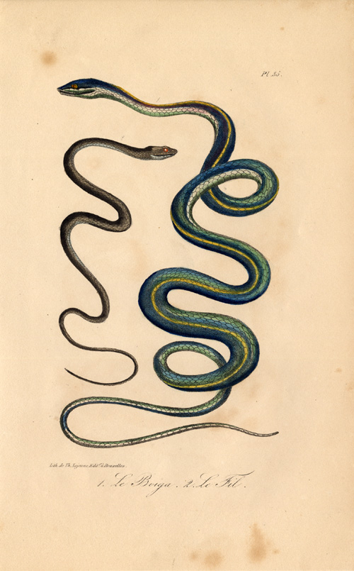 , Antique Print-CAT SNAKE-BOIGA-Lejeune-Lacepede-1832, Pictura Antique Prints