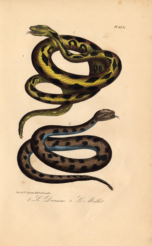 Ebt0218 416x675 Antique Print-SOUTH AMERICAN RATTLESNAKE-MILLET-Lejeune-Lacepede-1832