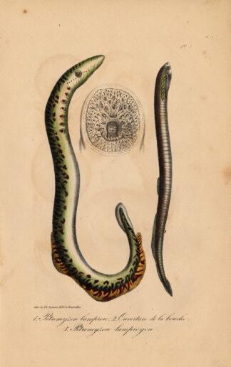 Antique Print-PETROMYZON-SEA LAMPREY-Lejeune-Lacepede-1832