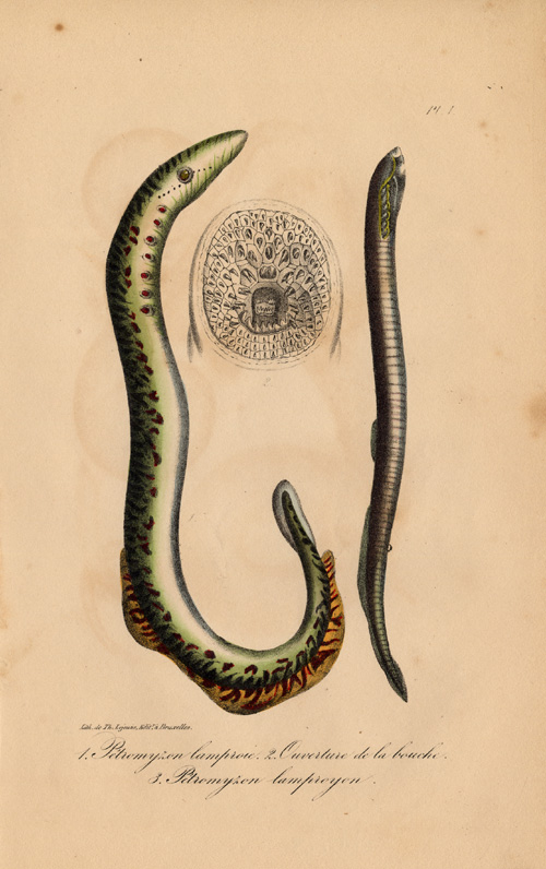 , Antique Print-PETROMYZON-SEA LAMPREY-Lejeune-Lacepede-1832, Pictura Antique Prints