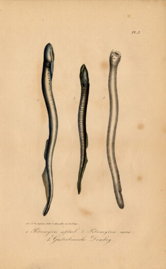 Antique Print-PETROMYZON-SEA LAMPREY-BLACK-Lejeune-Lacepede-1832