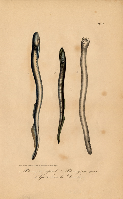 , Antique Print-PETROMYZON-SEA LAMPREY-BLACK-Lejeune-Lacepede-1832, Pictura Antique Prints