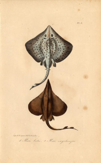 Antique Print-SEA RAY-THORNBACK-SKATE-Lejeune-Lacepede-1832