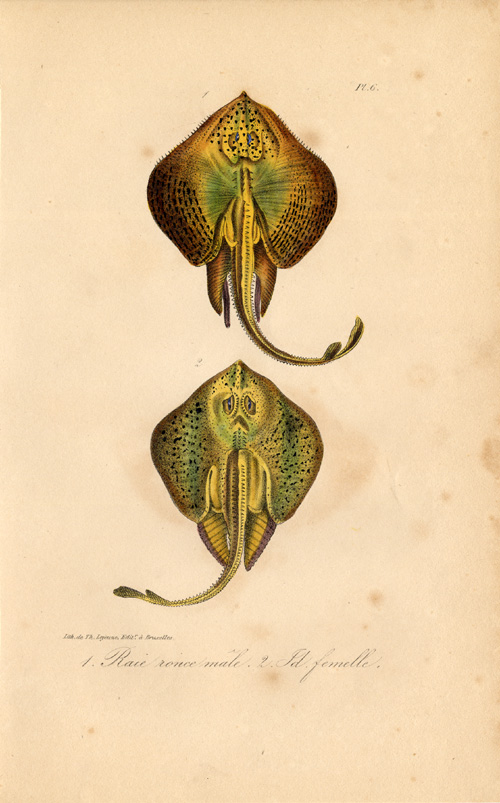 , Antique Print-ROUGH RAY-SKATE-Lejeune-Lacepede-1832, Pictura Antique Prints