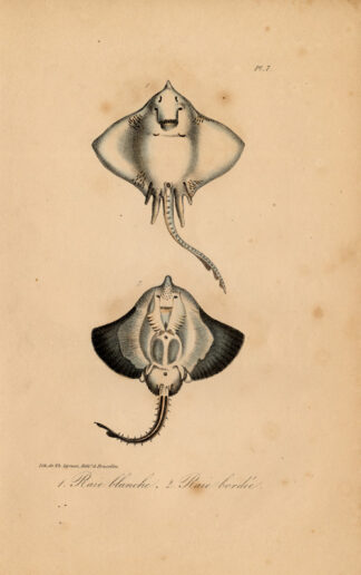 Antique Print-BOTTLENOSE SKATE-WHITE-RAY-SPEARNOSE-Lejeune-Lacepede-1832