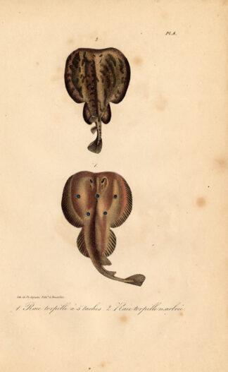 Antique Print-MARBLED ELECTRIC RAY-TORPEDO-Lejeune-Lacepede-1832