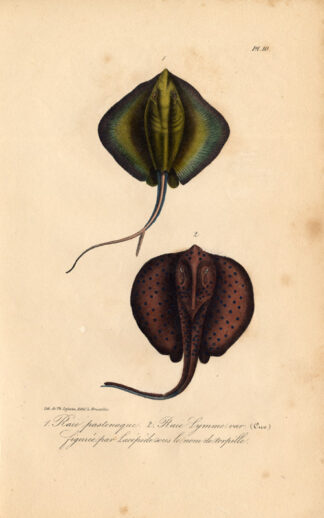 Antique Print-STINGRAY-BLUESPOTTED RIBBONTAIL RAY-Lejeune-Lacepede-1832