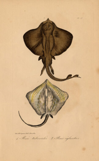 Antique Print-LONGNOSE STINGRAY-Lejeune-Lacepede-1832