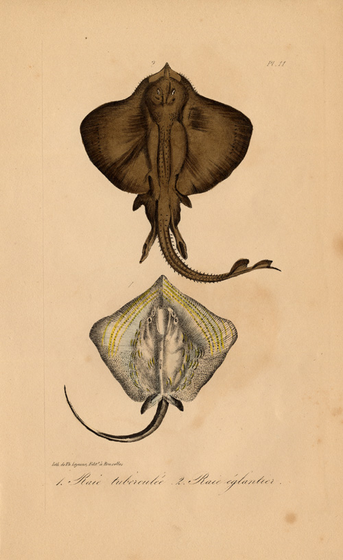, Antique Print-LONGNOSE STINGRAY-Lejeune-Lacepede-1832, Pictura Antique Prints
