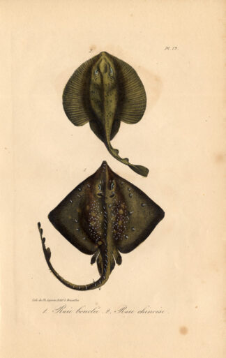 Antique Print-THORNBACK RAY-SKATE-CHINESE-Lejeune-Lacepede-1832
