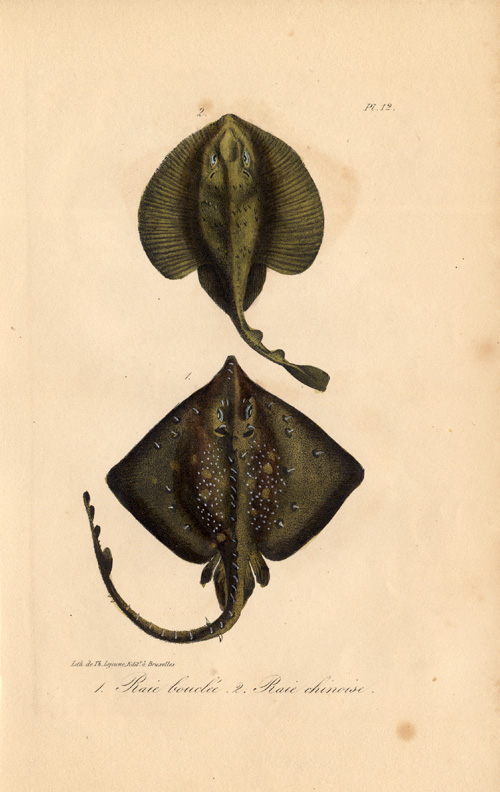 , Antique Print-THORNBACK RAY-SKATE-CHINESE-Lejeune-Lacepede-1832, Pictura Antique Prints