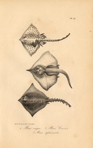 Antique Print-CUVIER RAY-BLACK-ELECTRIC-Lejeune-Lacepede-1832