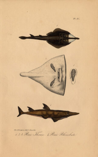 Antique Print-RAY-GUITARFISH-Lejeune-Lacepede-1832