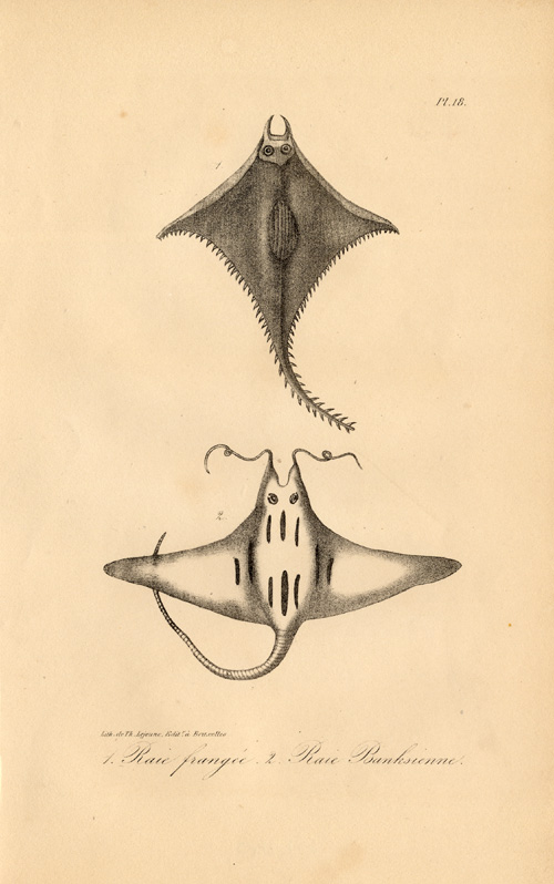 , Antique Print-SEA RAY-BANKSIENNE-FRANGEE-RAIE-Lejeune-Lacepede-1832, Pictura Antique Prints