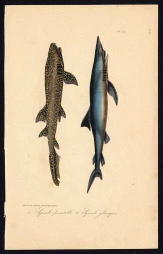 Antique Print-WHITE SPOTTED SHARK-PORBEAGLE-Pl. 21-Lacepede-1832